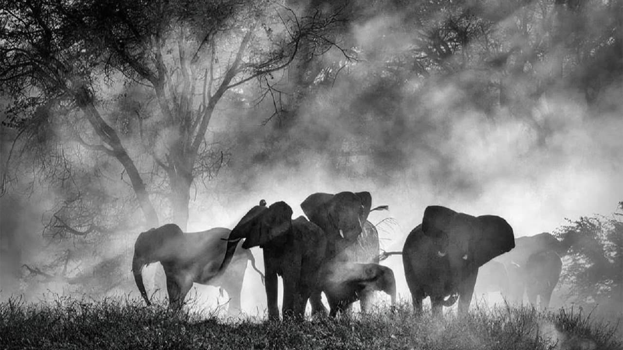 Ghost Elephants