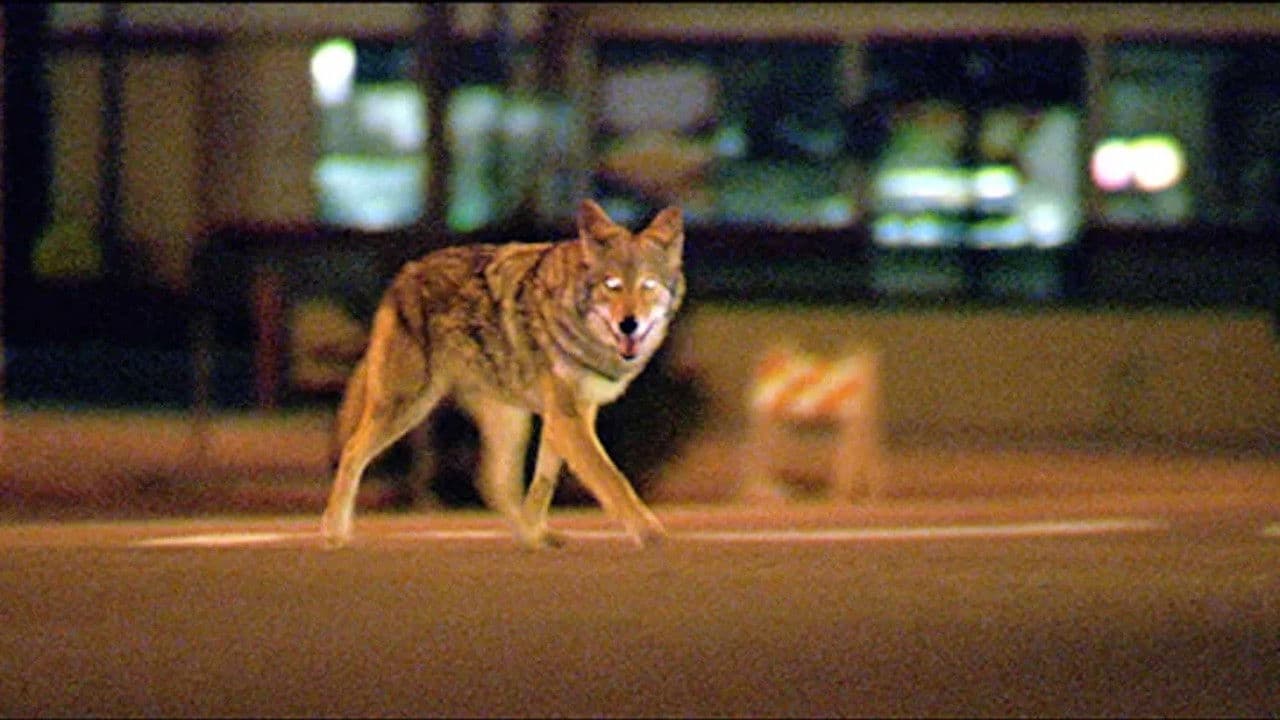 Collateral